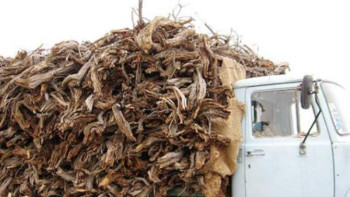 Фотография к новости: Сексеуілді рұқсатсыз кескен азамат ұсталды  