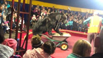 Фотография к новости: Цирктегі қойылым кезінде аю қожайынына шабуыл жасады