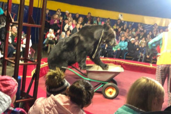 Фотография к новости: Цирктегі қойылым кезінде аю қожайынына шабуыл жасады