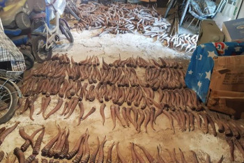 Фотография к новости: Қытайға киік мүйізін контрабандалық жолмен сатпақ болғандар ұсталды