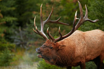 Фотография к новости: Бұғы өзін атқан аңшыны сүзіп өлтірді