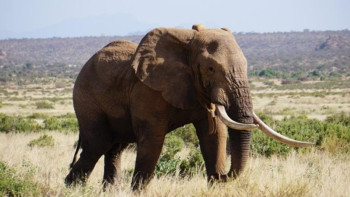 Фотография к новости: Кениялықтар ең әйгілі пілінен айырылды