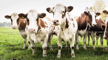 Фотография к новости: Полицейлер Алматы облысында қолды болған 32 сиырды иесіне қайтарды