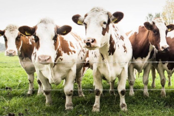 Фотография к новости: Полицейлер Алматы облысында қолды болған 32 сиырды иесіне қайтарды