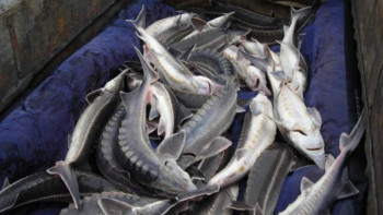 Фотография к новости: Браконьерлер өз әрекеттері үшін жауап берді