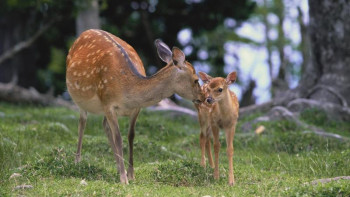 Фотография к новости: Ғалымдар кей жануар жүктілігін өздігінен тоқтата алатынын айтты