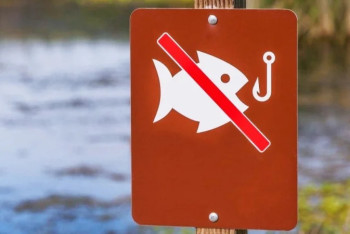 Фотография к новости: Шығыс Қазақстанда кейбір балық түрлерін аулауға тыйым салынды