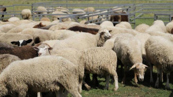 Фотография к новости: Бұқар жырау ауданында қой шаруашылығы мегафермасы салынады