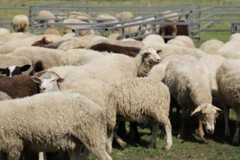 Фотография к новости: Бұқар жырау ауданында қой шаруашылығы мегафермасы салынады