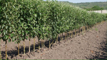 Фотография к новости: Ақтөбеде көгалдандыру жұмыстарына мән беріледі