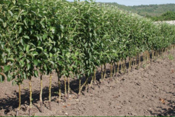 Фотография к новости: Ақтөбеде көгалдандыру жұмыстарына мән беріледі