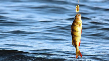 Фотография к новости: Шығыс Қазақстанда балық аулауға уақытша тиым салынады