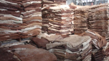 Фотография к новости: Ірі қара мал терісін шекара асырмақ болғандар ұсталды