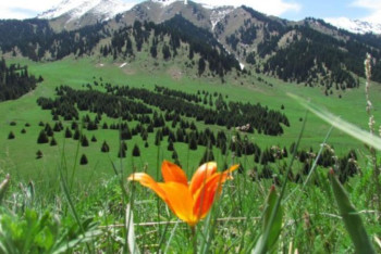 Фотография к новости: Көк-Жайлау жобасы әлем қауымдастығының айрықша назарын аудартты – Берік Уәли