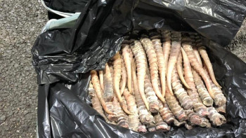 Фотография к новости: Тағы да киік мүйізі. Шекарашылар қылмыскерлерді ұстады