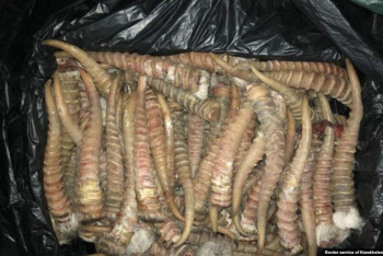 Фотография к новости: Тағы да киік мүйізі. Бұл жолы Ресей асырмақ болған