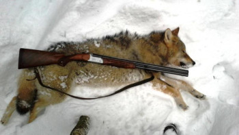 Фотография к новости: Тарбағатайлықтарға қасқыр атуға рұқсат берілді