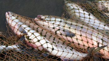 Фотография к новости: Полиция бөлімінің бастығы параға балық алған 