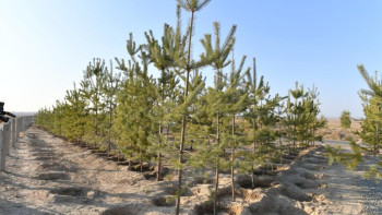 Фотография к новости: Түркістанда 2023 жылға дейін 4 млн-нан аса көшет отырғызылмақ 