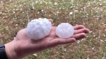 Фотография к новости: Австралияда көлемі тауықтың жұмыртқасындай бұршақ жауды 