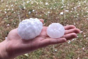 Фотография к новости: Австралияда көлемі тауықтың жұмыртқасындай бұршақ жауды 