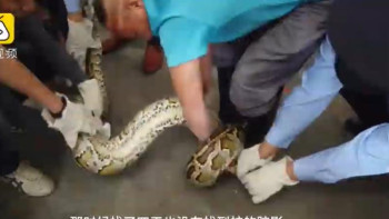 Фотография к новости: Қытайда SPA салонның төбесінде 10 жыл бойы алып жылан өмір сүрген  