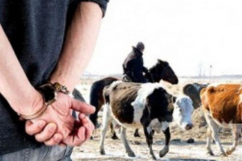 Фотография к новости: Мал ұрлағандар залалды өтесе де жазадан құтылмайды