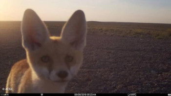 Фотография к новости: Жәудірдің селфиі 