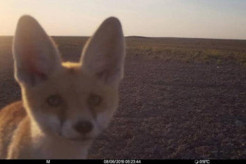 Фотография к новости: Жәудірдің селфиі 