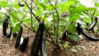 Фотография к новости: Көкөніс өсірушілер мәселелерін шешу үшін Жол картасы әзірленеді – АШМ