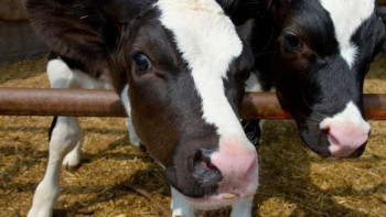 Фотография к новости: Алматы облысында сиыр ұрлап, етін сатқандар ұсталды 