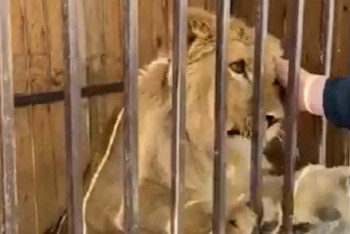 Фотография к новости: Ақтауда арыстанның күшігін видеоға түсірген