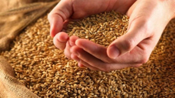 Фотография к новости: Астық қабылдау кәсіпорындарына қосымша қызмет көрсету мүмкіндігі берілді