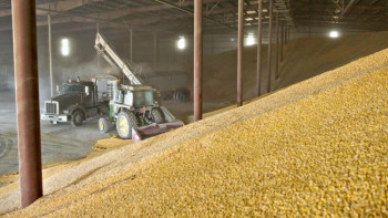 Фотография к новости: Қазақстан мемлекеттік резервке 350 мың тонна бидай сатып алды