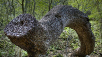 Фотография к новости: Англияда монеталарға толы ағаш өседі