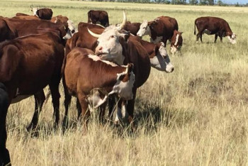 Фотография к новости: АШМ: Шаруаларға субсидия толық төленеді