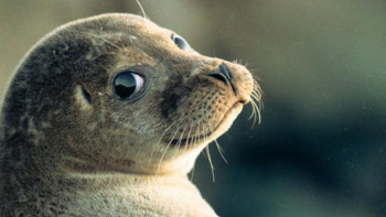 Фотография к новости: Экологтар Каспий итбалығының өліміне қатысты тағы дабыл қақты