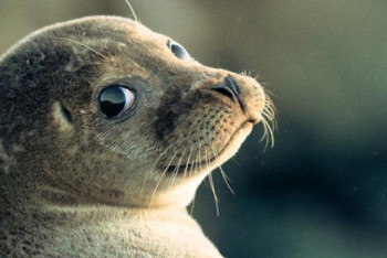 Фотография к новости: Экологтар Каспий итбалығының өліміне қатысты тағы дабыл қақты