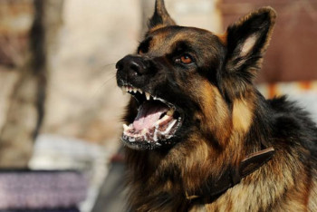 Фотография к новости: Алматы облысында 8 жасар баланы ит талап өлтірді