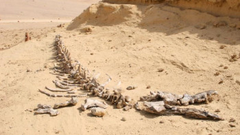 Фотография к новости: Египетте аяғы бар киттің сүйектері табылды