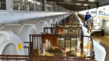 Фотография к новости: Солтүстік Қазақстанда тағы бір сүт фермасы ашылды 