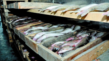 Фотография к новости: Балық шаруашылығының 70 пайызы "көлеңкелі секторда" қалған