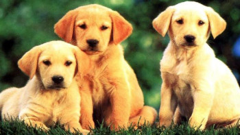 Фотография к новости: Иттер де санай алады – ғалымдар