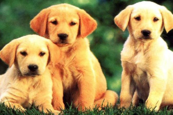 Фотография к новости: Иттер де санай алады – ғалымдар