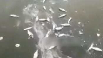 Фотография к новости: Жайықта балықтар өліп жатыр