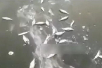 Фотография к новости: Жайықта балықтар өліп жатыр