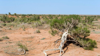 Фотография к новости: Экология министрі: Сексеуіл ұлттық брендке айналуы қажет