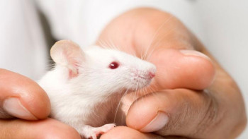 Фотография к новости: Ресейліктер Жаңа жыл қарсаңында жаппай тышқан алып жатыр