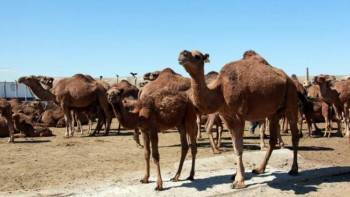 Фотография к новости: ﻿Маңғыстауда түйелер белгісіз ауруға ұшырады 