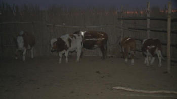 Фотография к новости: Атырау облысында ірі қара иелеріне жарық шағылыстыратын бояу таратыла бастады 